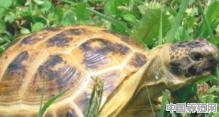 亚巨龟当陆龟怎样养 - 中国养殖网