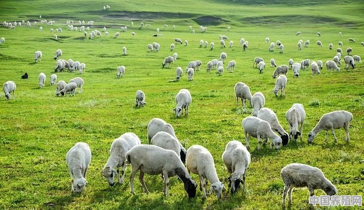羊吃什么草营养最丰富 - 中国养殖网