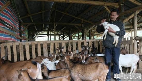 羊吃什么草营养最丰富 - 中国养殖网