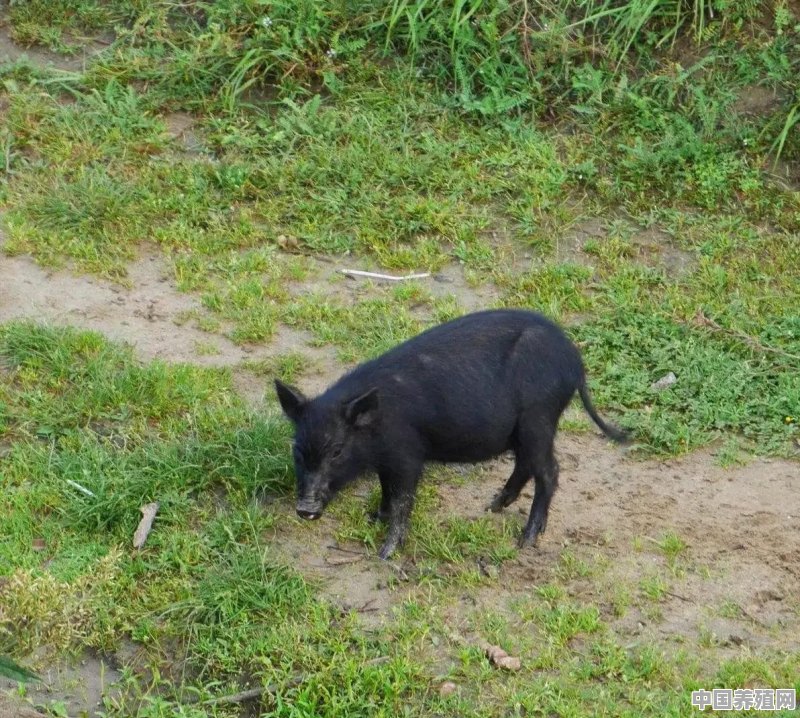 黑毛猪适合在寒冷的冬天散养吗 - 中国养殖网