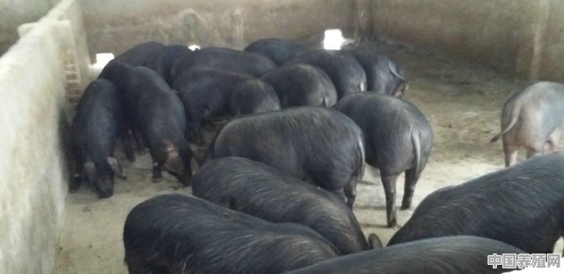 黑毛猪适合在寒冷的冬天散养吗 - 中国养殖网