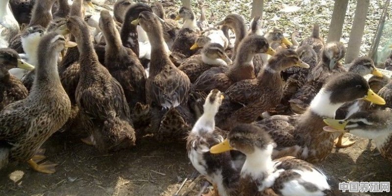 刚买来的小鸭子怎么喂 - 中国养殖网