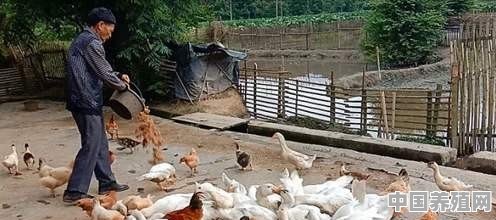 刚买来的小鸭子怎么喂 - 中国养殖网