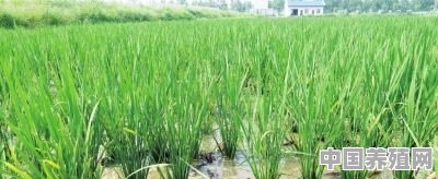 稻田最适合养殖什么 - 中国养殖网