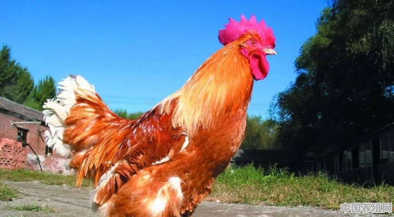 在农村，你见过最大的公鸡有多大 - 中国养殖网