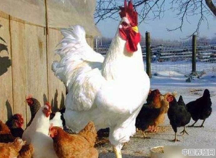 在农村，你见过最大的公鸡有多大 - 中国养殖网