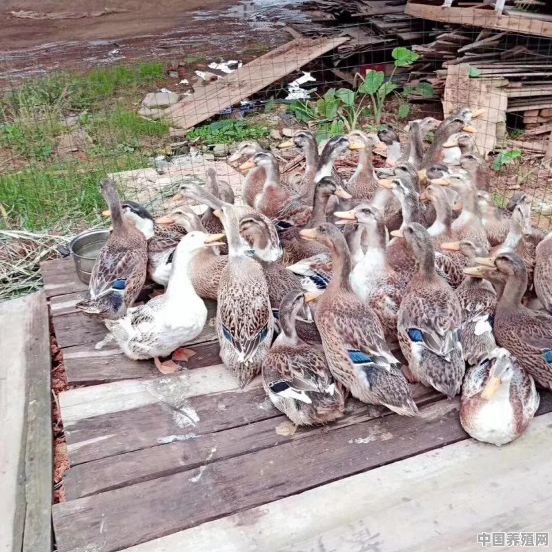 在养殖肉鸭过程中，为何出现啄羽以及瘫痪的现象，该如何防治 - 中国养殖网