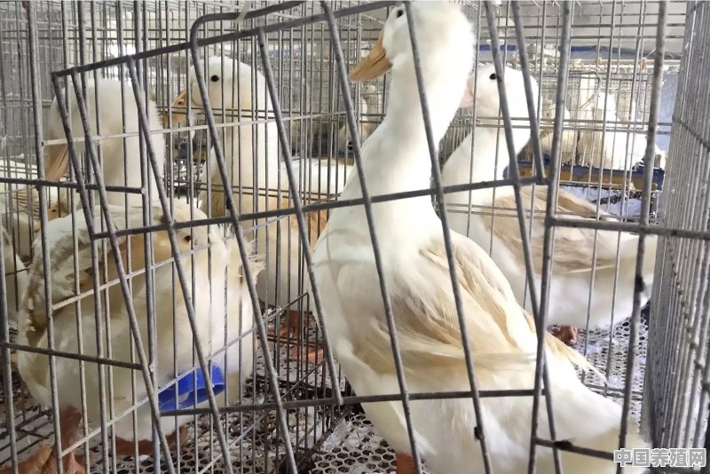 在养殖肉鸭过程中，为何出现啄羽以及瘫痪的现象，该如何防治 - 中国养殖网