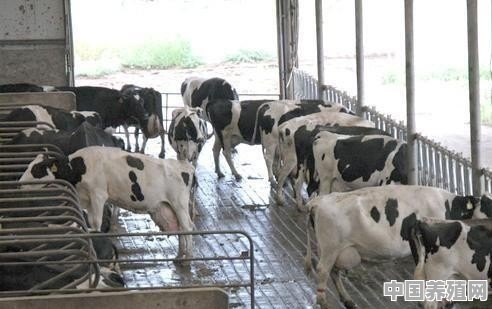 现在国家让养牛有什么扶持政策吗 - 中国养殖网