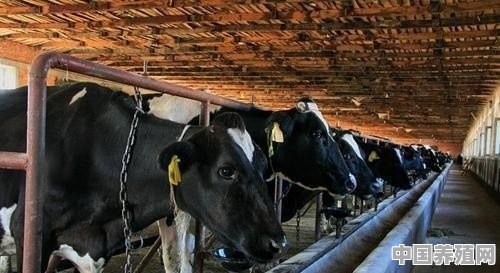 现在国家让养牛有什么扶持政策吗 - 中国养殖网