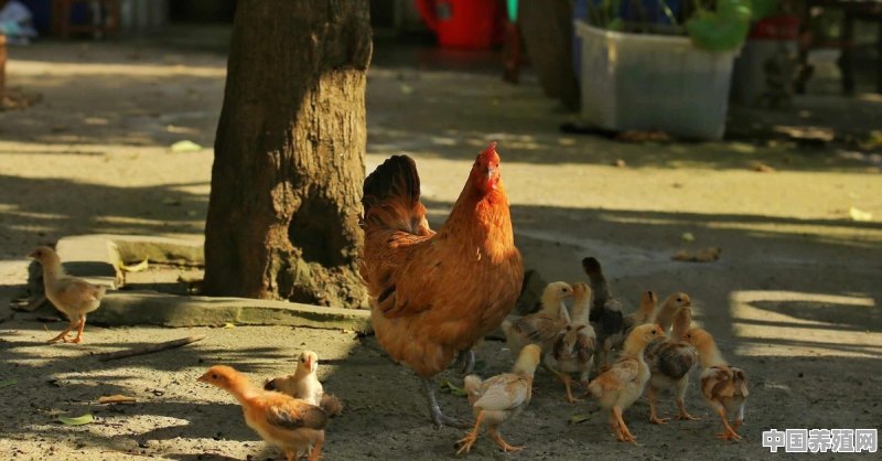 95后创业养殖肉鸡可以吗 - 中国养殖网
