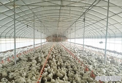 95后创业养殖肉鸡可以吗 - 中国养殖网