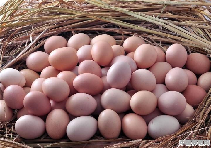 下的蛋老是被鸡啄了，有什么好方法解决呢 - 中国养殖网
