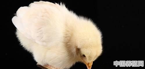 下的蛋老是被鸡啄了，有什么好方法解决呢 - 中国养殖网