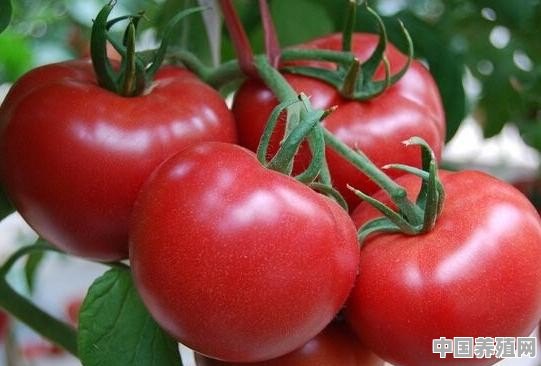 种植西红柿该如何整枝？有哪些可行的方法有利于提高产量 - 中国养殖网