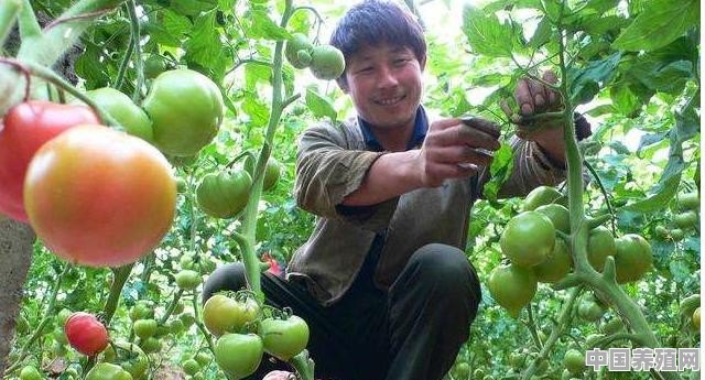 种植西红柿该如何整枝？有哪些可行的方法有利于提高产量 - 中国养殖网