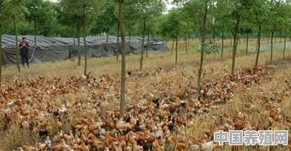 树林里面养殖土鸡需要注意什么问题？要不要建鸡舍 - 中国养殖网