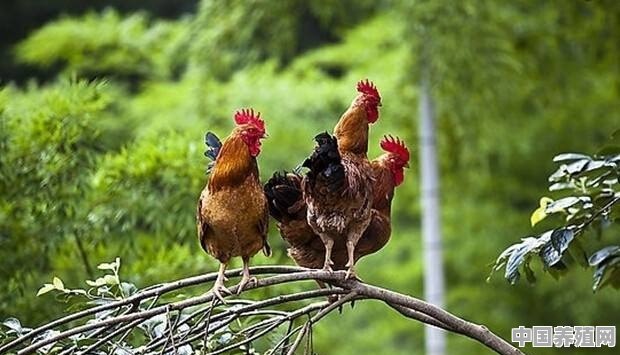 树林里面养殖土鸡需要注意什么问题？要不要建鸡舍 - 中国养殖网