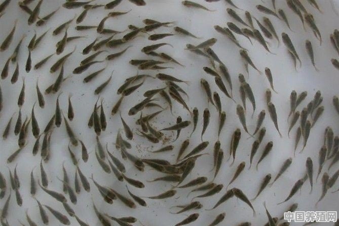 想在农村养鱼，养殖哪种鱼比较好 - 中国养殖网