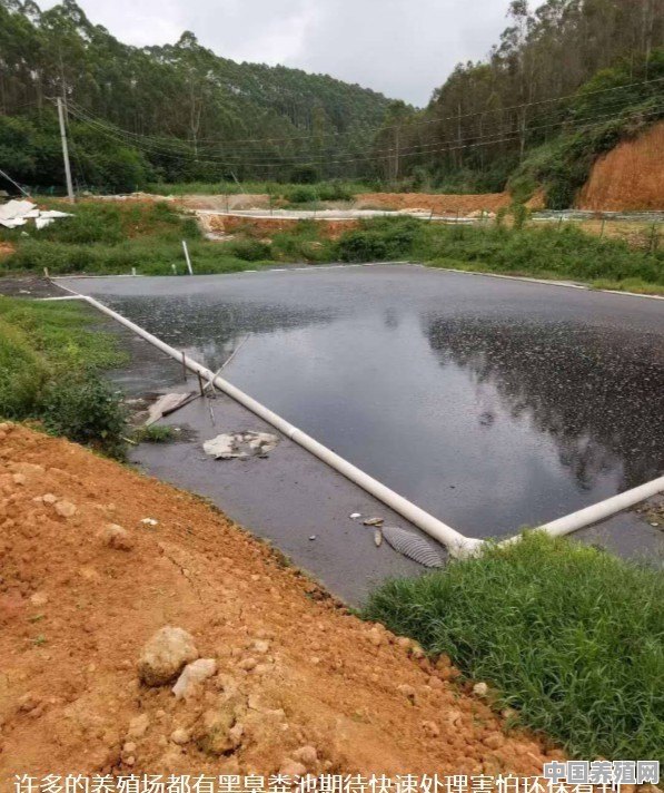 养猪场废水怎么处理 - 中国养殖网