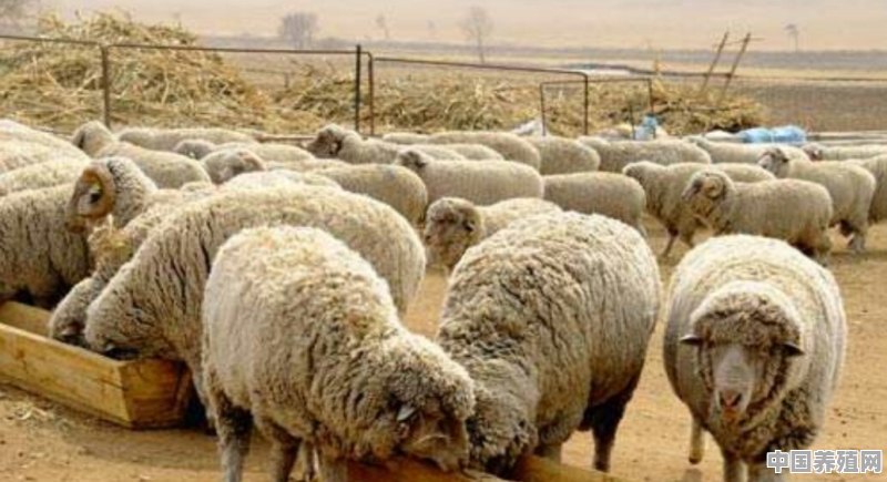 如何提高鄂尔多斯细毛羊的综合产能 - 中国养殖网