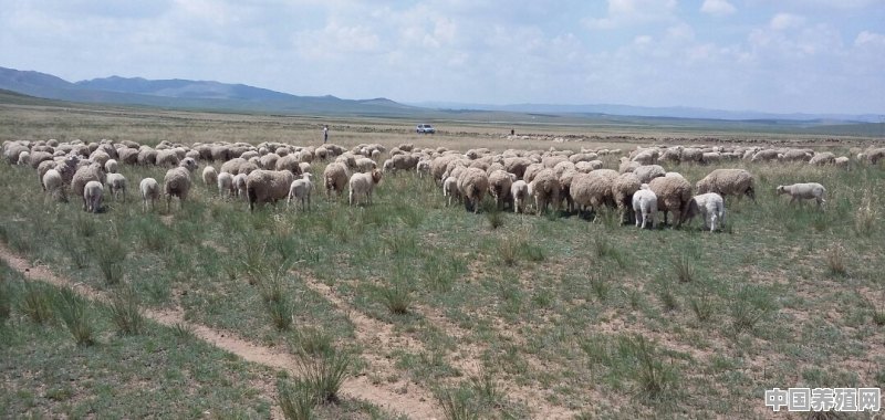 如何提高鄂尔多斯细毛羊的综合产能 - 中国养殖网