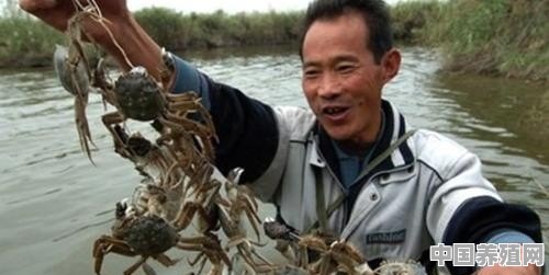 大闸蟹怎么养好 - 中国养殖网