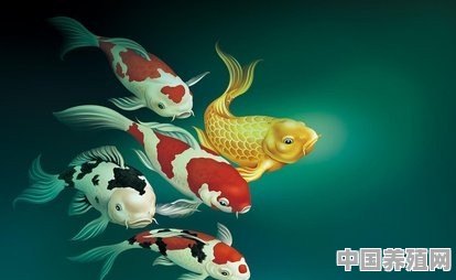 观赏鱼如何养才比较好 - 中国养殖网