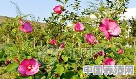木芙蓉花，平常养护需要做到哪些 - 中国养殖网