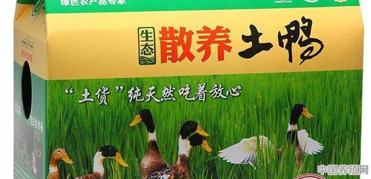 养鸭子如何找销路 - 中国养殖网