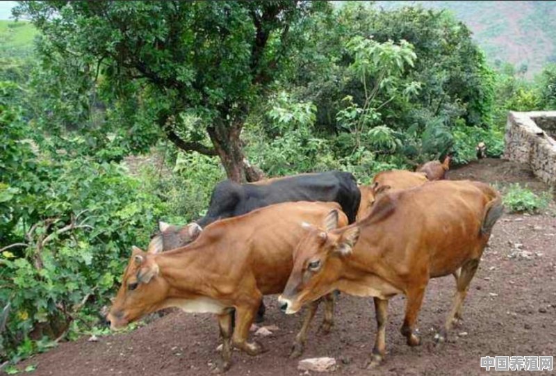 广西南宁是圈养土黄牛好，还是养杂交牛效益好一些 - 中国养殖网