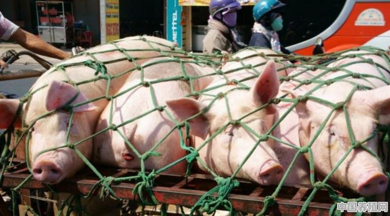 广西3172头规模猪场又发疫情，猪瘟为何屡破大猪场防线 - 中国养殖网