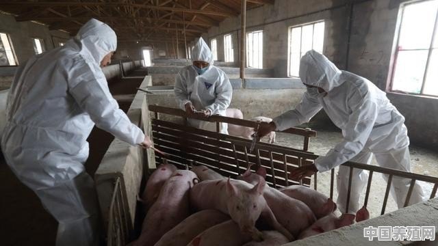 广西3172头规模猪场又发疫情，猪瘟为何屡破大猪场防线 - 中国养殖网