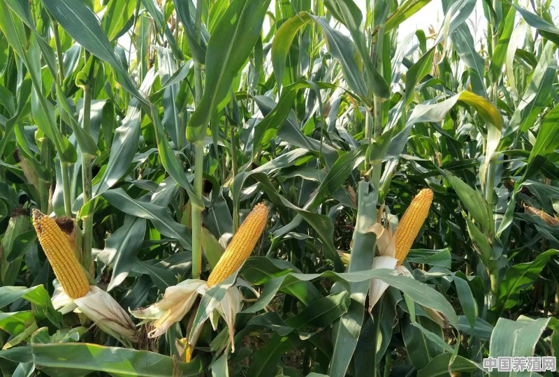 今年各地区玉米收成如何 - 中国养殖网