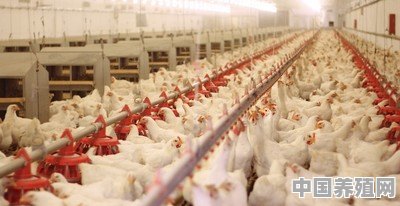 肉鸡养殖场做环评需要多少钱 - 中国养殖网