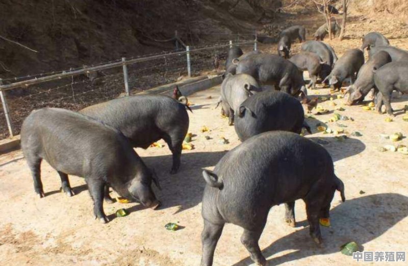 用草饲养肥猪前景怎么样 - 中国养殖网