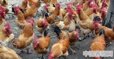 现在的土鸡市场怎么样 - 中国养殖网