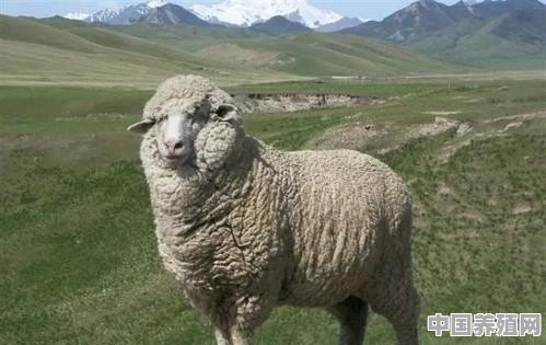 青海省适合养殖什么品种的羊 - 中国养殖网