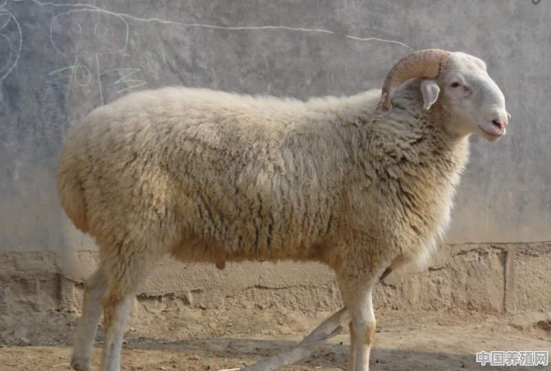 青海省适合养殖什么品种的羊 - 中国养殖网