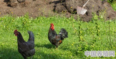 在农村养2000只土鸡，会比打工强吗 - 中国养殖网