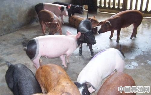 在农村养鸡鸭猪可以致富吗 - 中国养殖网