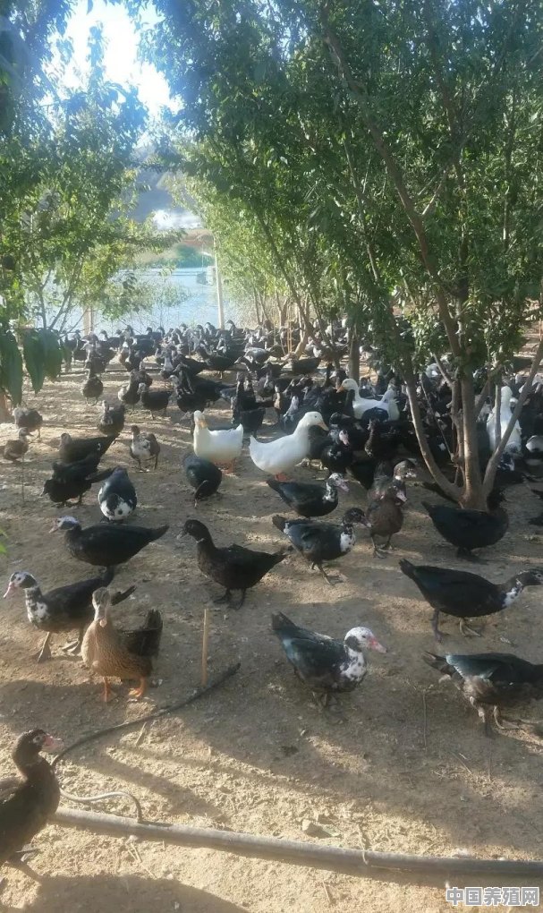 在农村养鸡鸭猪可以致富吗 - 中国养殖网