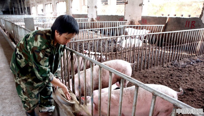 水葫芦为什么不能用来喂猪 - 中国养殖网