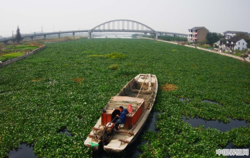 水葫芦为什么不能用来喂猪 - 中国养殖网