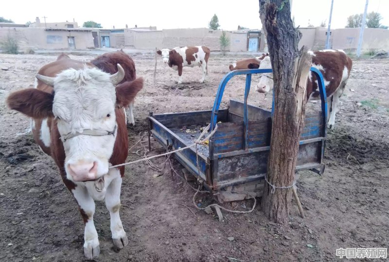 农村现在可以在自己家里养牛吗 - 中国养殖网