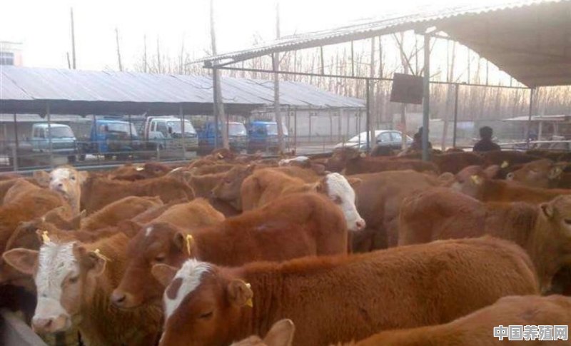 农村现在可以在自己家里养牛吗 - 中国养殖网