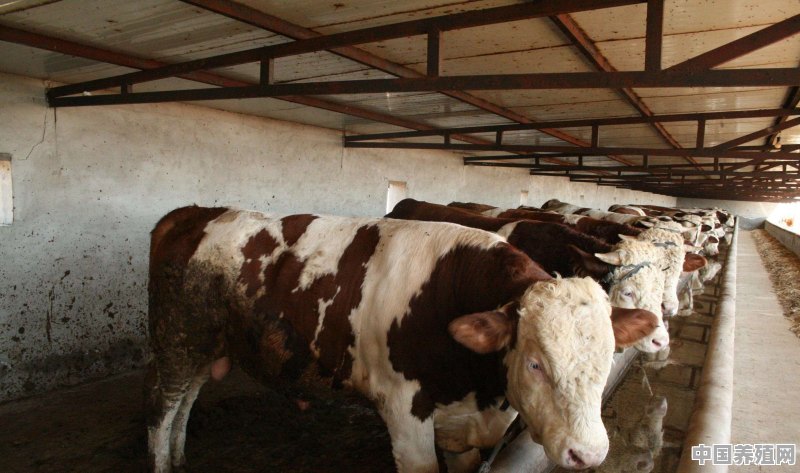 西门塔尔牛的养殖成本如何 - 中国养殖网