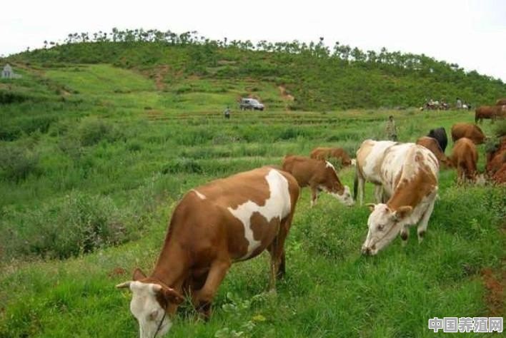 西门塔尔牛的养殖成本如何 - 中国养殖网