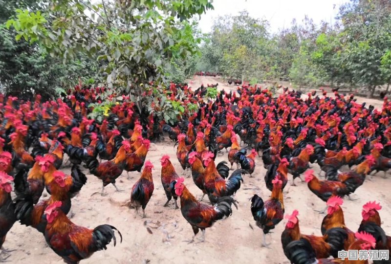 养2千只土鸡要多少成本？有哪些注意事项 - 中国养殖网