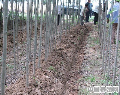 一种金蝉快速高效人工养殖方法 - 中国养殖网